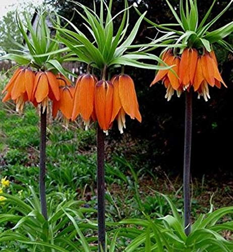 Blumensamen Laterne Begonie Blumensamen 80 Samen - KAUF 4 EINZELTEILE