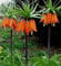 Blumensamen Laterne Begonie Blumensamen 80 Samen - KAUF 4 EINZELTEILE