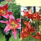 Lilium Lilien Zwiebeln,MehrjäHrig Winterhart Lilium Martagon Zwiebeln,Duft Lilien, Blumenzwiebeln Zwiebeln Baumlilien,Lilien Knollen,Lilien Pflanzen,Gefüllte Blüten, im Freien-10zwiebeln-K