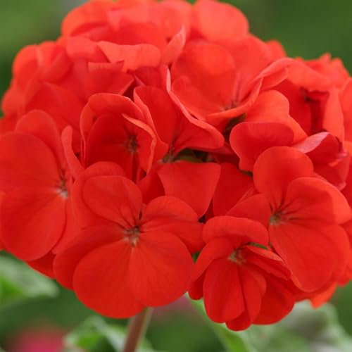 Perfect Plants - Geranium Plants Scarlet Red - 6 Pack Bedding Plants - Garden Ready Plants