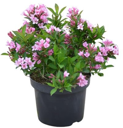 Weigelie 'Pink Poppet'®, Zierstrauch, Gartenpflanze, kompakter Strauch, zarte rosa Blüten, dekoratives Laub, pflegeleichter Strauch, sommerblühend, niedriger Wuchs, ideal für kleine Gärten