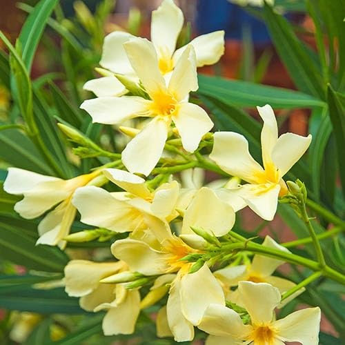 100 semillas de flores de adelfa amarillas