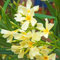 100 semillas de flores de adelfa amarillas