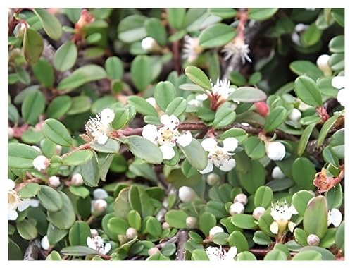 10 x Cotoneaster dammeri 'Frieders Evergreen' (Immergrün/Stauden/Staude/Mehrjährig/Gehölz/Bodendecker) Zwergmispel - Wintergrün - Immergrüner Teppich mit leuchtenden Akzente - von Stauden Gänge