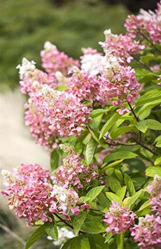 Hydrangea paniculata 'Pinky Winky' 60–80 cm – Winterhart, Mehrjährig, Pflegeleicht – Rispenhortensie – Zierstrauch für Garten & Kübel