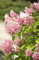 Hydrangea paniculata 'Pinky Winky' 60-80 cm - Rispenhortensie, zweifarbige Blüten, Blütezeit Juli-Oktober, ideal für Rabatten, pflegeleicht und winterhart