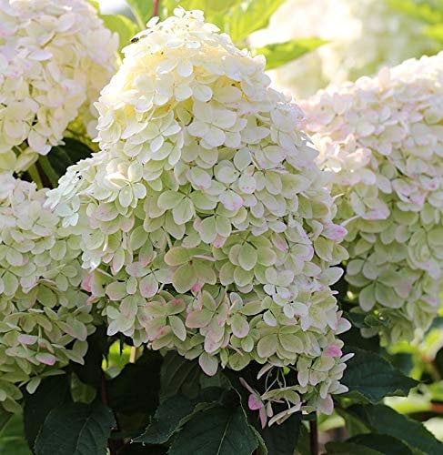 Hochstamm Rispenhortensie Phantom 100-125cm - Hydrangea paniculata