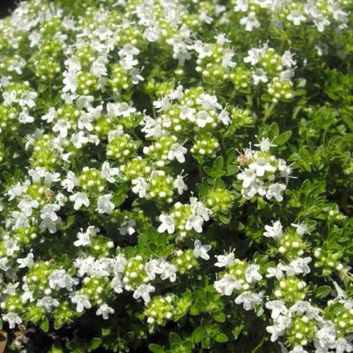 6 x Frühblühender Thymian 'Albiflorus' - Thymus Praecox Topf 9x9cm: Frischer Start in den Gartenfrühling