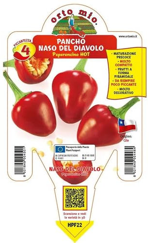 Pianta vera di Peperoncino piccante Pancho Naso del Diavolo - Diametro Vaso Ø 14 cm