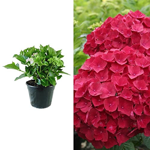 Hydrangea macrophylla 'Alpengluhen' in a 9cm Pot - Ready to Plant - Add Colour to Your Garden (2 Plants)