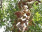 100 semi di cluster Fig tree seed 3399 (Ficus racemosa)