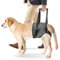 Harnais De Levage pour Chien, Réglable Chiens Harnais avec Poignée, Harnais De Soutien pour Pattes Arrière, Harnais pour Pattes Arrière pour Chiens De Petite, Moyenne Et Grande Taille Blessée (S)