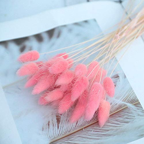 YIWOYI, erba naturale secca a forma di coniglio, coda di coniglio, erba secca fiori naturali Lagurus pampas erba decorazione della casa bouquet per matrimoni (rosa, 60psc)