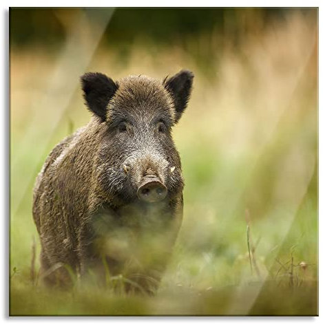 Pixxprint Glasbild, Wandbild auf Echtglas, Stolzes Wildschwein im Wald, 50x50 cm, inkl. Aufhängung und Abstandshalter