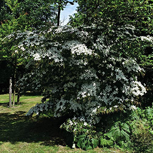 Dogwood Plant Teutonia Flowering Japanese Dogwood Hardy Deciduous Shrub or Tree Cornus Kousa 1 x 9cm Potted Plant by Thompson and Morgan