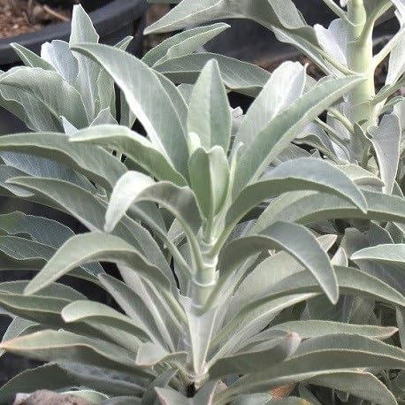 Nouveau Frais 100 pcs Salvia Apiana graines de plantes