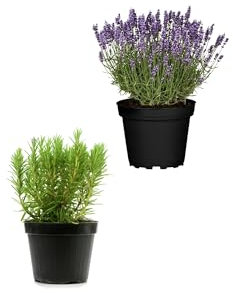 Set Plantas Aromáticas: Romero y Lavanda - Hierbas Naturales