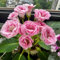 Gloxinie Pflanze Samen, stauden winterhart mehrjährig Sinningia speciosa, blumensamen & -pflanzen balkonpflanzen winterhart mehrjährig alte sorten saatgut gartenpflanzen winterhart 25pcs