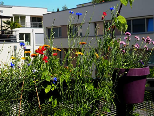 mehrjährige Balkonblumen Mischung, 14 insektenfreundliche Balkon-Blumen-Arten für Balkonkasten, Hochbeet, Balkon (6 Balkonkästen [12qm])