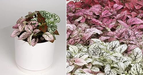 Hypoestes Confetti Mix 20+ Seeds