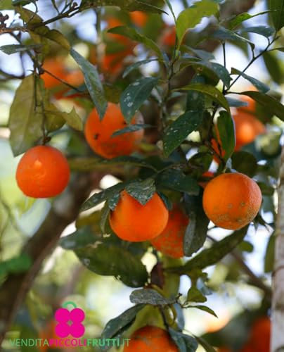 Pianta di LIMETTA ROSSA di Rangpur o LIMANDRINO 'Citrus Limonia' - in vaso: Ø 22 cm - H. 80/90 cm