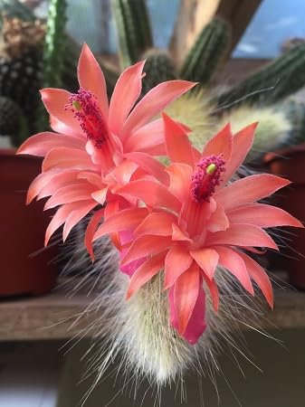 Semillas de flores de cactus de cola de mono rojo 100 piezas