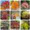200 pcs Ahornbaum Kaufen Samen, Baum Samen, baum samen, baumsamen Ahorn Baum Samen, minigarten, bonsai baum echt topfpflanzen draußen winterhart, frühlingsblumen pflanzen samen, bäume