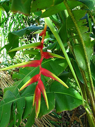 Heliconia Riopalenquensis - Rouge vif Pendentif - Graines de plantes tropicales rares (5)
