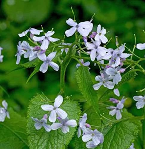 Ausdauernde Silberblatt - Lunaria rediviva - lebende Gartenpflanze aus den Baumschulen
