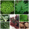 9 pcs rose von jericho echte zwiebeln, praktische geschenke topfpflanzen winterlinge zwiebeln winterhart mehrjährig, Selaginella tamariscina, pflanztöpfe winterharte stauden mehrjährig