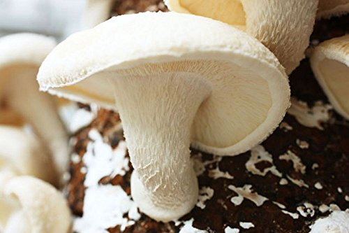 Shiitake Weiß Chinese Pilz/Myzel Spores Spawn getrocknete Samen