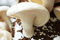 Shiitake Weiß Chinese Pilz/Myzel Spores Spawn getrocknete Samen