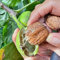 5 pcs walnussbaum kaufen samen, Juglans regia pflanze, bonsaibaum echt, stauden winterhart mehrjährig walnüsse samen bio bonsai topf, garten geschenke für frauen gartenpflanzen, alte