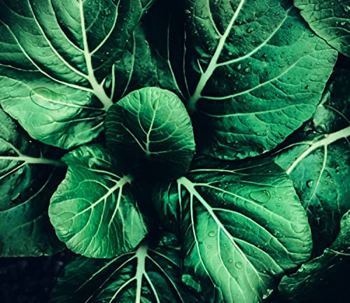 Queence Ceranfeldabdeckung Green Leaves Induktionsherd-Abdeckung 60x52 cm | Herdabdeckplatte aus Acrylglas | Herdschutz | Spritzschutz | Abdeckplatte