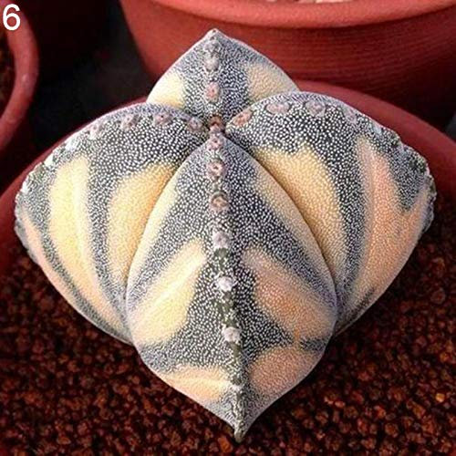 100 semi di cactus piante grasse per casa, ufficio, balcone, bonsai, decorazione 6# per donne, uomini, bambini, principianti, giardinieri regalo
