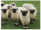 Klassisches Puzzle 1000 Teile，Eine Herde von weißen Schafen mit schwarzen Köpfen, Walliser Schwarznase，Kind Oder Einen Freund,1000 Piece（38x26cm-299
