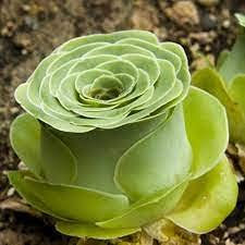 Aamish 10 piezas de plantas suculentas de rosa de montaña