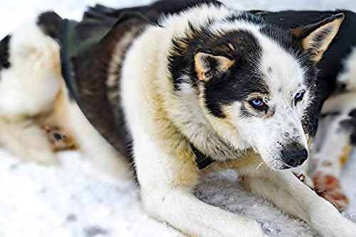 hansepuzzle 70272 - Husky Puzzle 2000 Teile - Tierwelt Motiv mit hochwertiger Aufbewahrung: Kartonbox und wiederverschließbarem Beutel - Format 90 × 60 cm