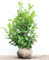 Prunus laurocerasus 'Rotundifolia' 80-100 cm - Kirschlorbeer, immergrün, ideal als Hecke, schnellwachsend, pflegeleicht und winterhart