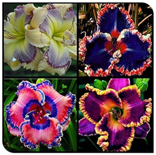 Taglilien Winterharte Mehrjährig,Taglilie bevorzugt viel Sonnenlicht, Winterhartes Pflanzen, Große Taglilie Rhizom, Taglilie wächst schnell-5 Zwiebeln-E