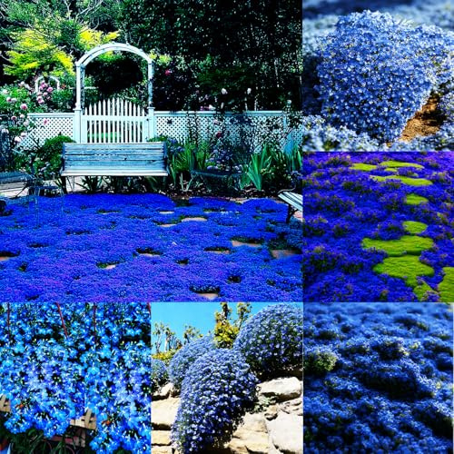 Mixrug Graines de thym laineux bleu, 20001 + graines de thym rampantes bleues, couvre-sol, tolérantes à la sécheresse, bordures de thym sans OGM, tapis gris résistant aux cerfs anciens entre les