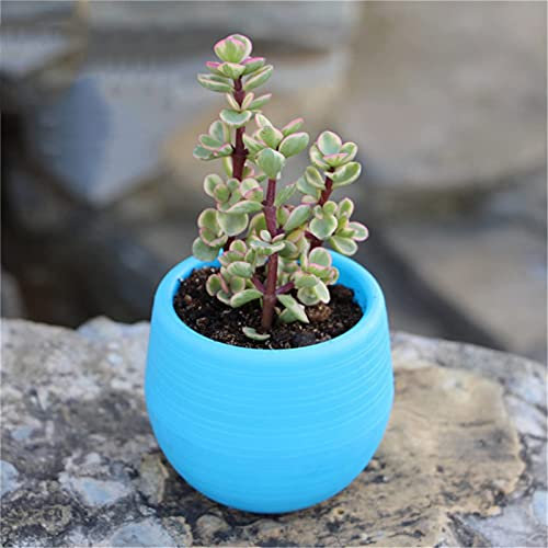 NICETOW Pequenos Vasos de Plantas artificiais Vasos de Plantas suculentas Mini Resina Planta de plástico Vaso de Flores Pequeno jardim Decoração de escritório em casa Mini rodada de plástico para a