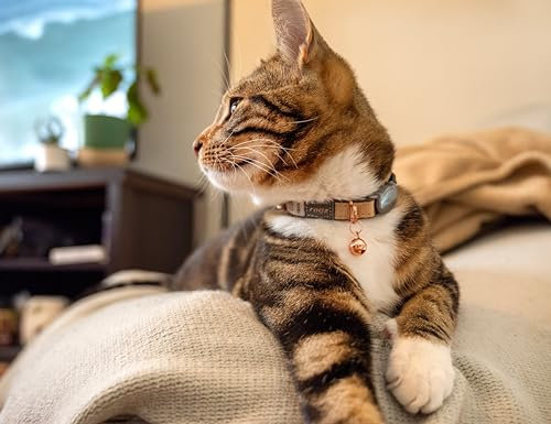Rogz Urban Katzenhalsband, goldfarben, mit Sicherheitsschnalle zum Abreißen