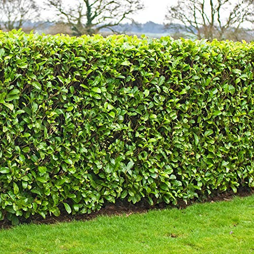 Plantas de laurel cerezo: seto de rápido crecimiento en maceta o contenedor, seto de privacidad perenne, arbustos de Prunus Rotundifolia, planta de bajo mantenimiento para cercas de jardín
