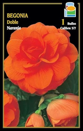 Bulbo de flor begonia doble naranja 1 unidad calibre 5/7 - Semillas Iluro