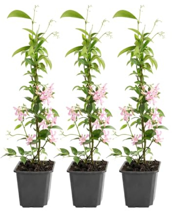 GARDENZO Sternjasmin Kletterpflanze, Immergrün, Duftende Sternblüten, 9cm Topf, 30–50cm, Wuchshöhe bis 400cm, Winterhart (3, Rosa)
