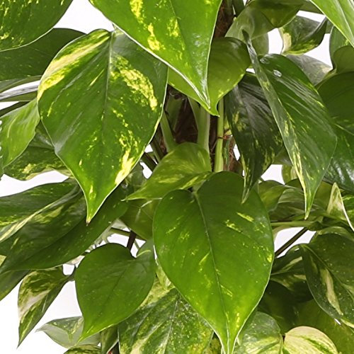 Potho tutor - Maceta 17cm. - Altura 80cm. - Planta viva - (Envío sólo a Península)