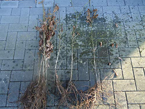 50st. Stieleiche 50-80cm Quercus robur Forstpflanzen Wurzelware Brennholz Eichen