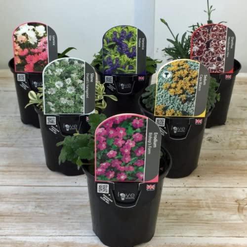 Pack of 12 Alpine Perennial Mixed Plants- Hardy Perennials for Outdoors- Rockery Mixed Lucky Dip