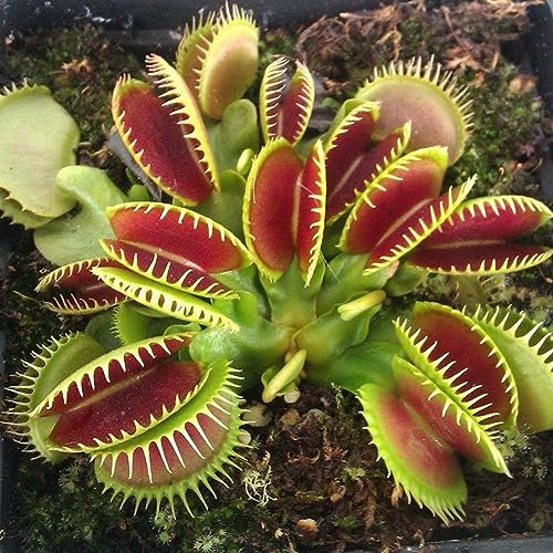 PERZOE 150 Stück Fliegenfallensamen, Big Clip Dionaea Topfbonsai fleischfressende Pflanze Samen der Fliegenfalle